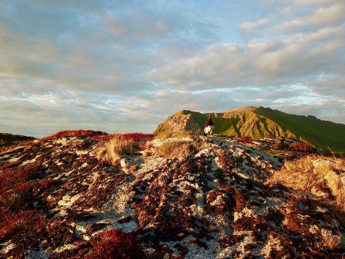 Midnight Sun View Lofoten Leknes Esterno foto